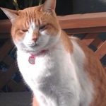 猫 管理人